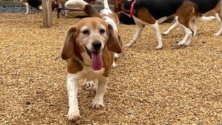 Dan 60 días para adoptar 4000 perros rescatados que vendían para experimentos | VIDEO