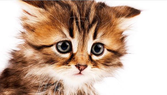 ​Libro escolar sugiere ahorcar gatitos como experimento científico