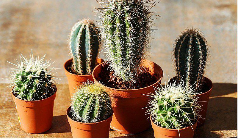 5 plantas que alejan las malas energías del hogar