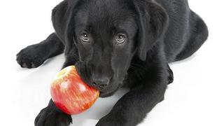 Perros: 5 frutas que puede comer tu engreído