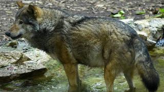 Niño mordido en zoológico desea conocer al animal y pide que no sea sacrificado | VIDEO