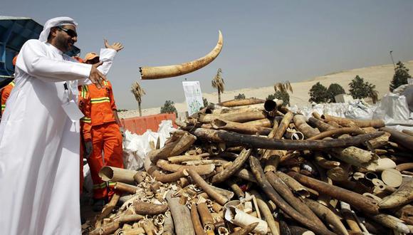 Emiratos Árabes destruye 10 toneladas de marfil en lucha contra traficantes
