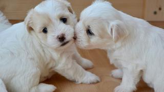 Perro se emociona al dar su primer beso y escena causa furor en redes