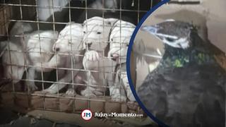 Traficantes de animales caen en Argentina con 19 dogos y 11 faisanes que llevaban al Perú