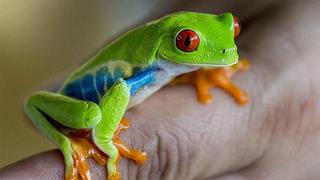 Nicaragua: boas, ranas y tarántulas van a EEUU y Asia de mascotas