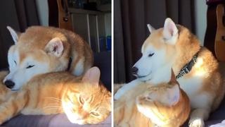 Un perro y un gato protagonizan una situación que ha ‘derretido’ el corazón de miles en las redes 