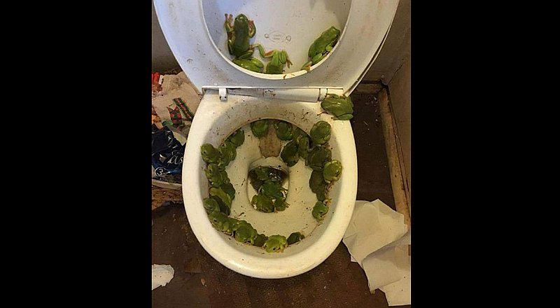 Facebook: Levanta la tapa del inodoro y encuentra plaga bíblica 