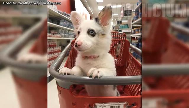 Mira en YouTube cómo es que este perrito disfruta de su primer día en el supermercado. (Foto: Yt)