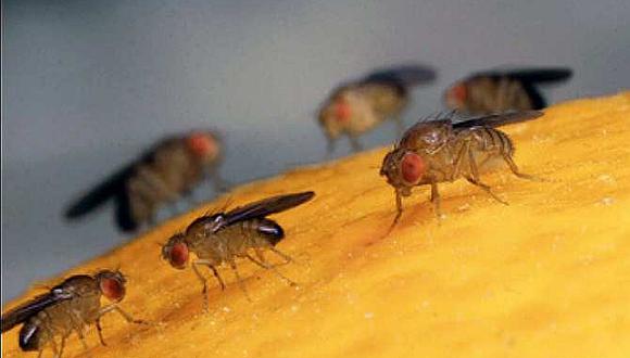 Envían a EEUU moscas estériles para atacar brote de gusano barrenador 