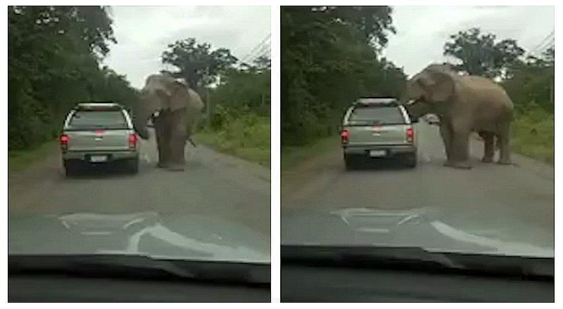 El impactante ataque de un elefante que ya da la vuelta al mundo (VIDEO)
