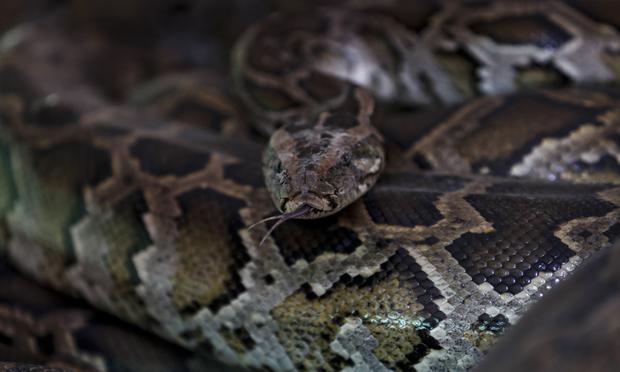 Burmese snake can grow up to 6 meters.  (Photo: EFE)