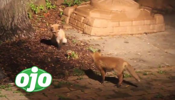 Un video viral muestra el tierno momento en que dos crías de zorro juegan alegremente con una pequeña pelota. | Crédito: @Yoda4ever / Twitter