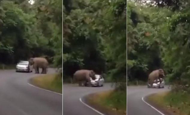 ​YouTube: Elefante enfadado ataca vehículo en plena carretera [VIDEO]