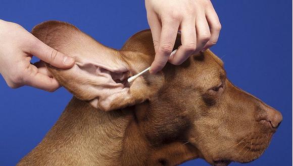 Tres motivos para limpiar los oídos de tu mascota