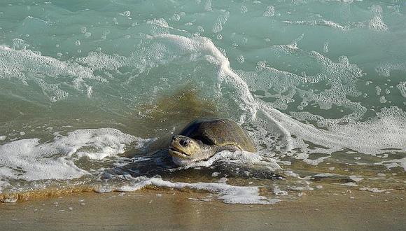 México: 12.000 tortugas golfinas llegan a las costas de Oaxaca