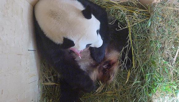 Nace un oso panda gigante en el zoológico más antiguo del mundo