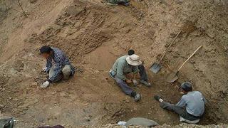 Descubren colágeno conservado en fósil de dinosaurio del primer Jurásico 
