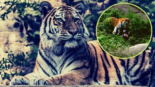 Trabajadora de zoológico muere al ser atacada por tigre siberiano: Todo ocurrió frente a visitantes