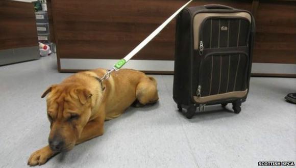 ​Perrito es abandonado con maleta en estación de tren [VIDEO]