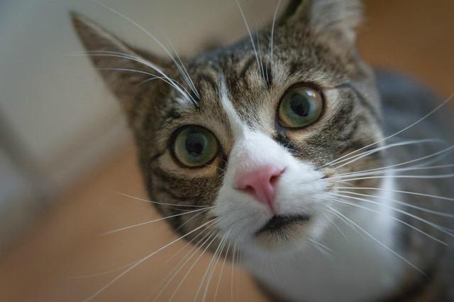 Travieso gato tenía una doble vida, una doble familia y es descubierto por ambos dueños. (Pexels)