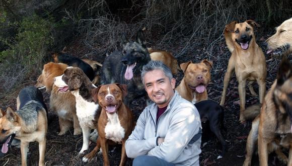 "El encantador de perros" es investigado por maltrato animal