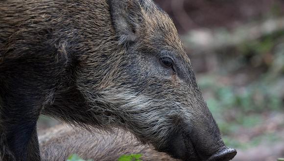 ​En el Año del Cerdo, Hong Kong sufre por invasión de jabalíes