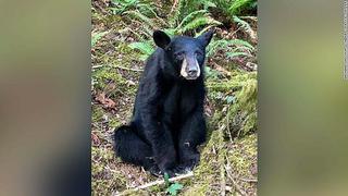 ​Asesinan a inocente oso porque era cariñoso y amistoso con la gente │VIDEO