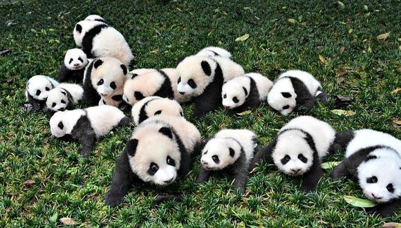 Conservación funciona para el panda, pero debe aumentar para salvarlo 