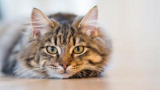 Gato tenía mucha hambre y unos pescadores le ayudan a aplacarla