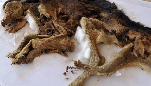 Descubren perros momificados en Pachacámac