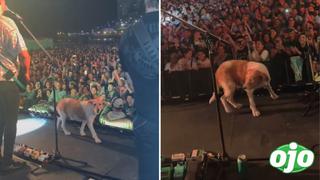 Perrito irrumpe en el concierto de ‘Los auténticos decadentes’ y esta fue la reacción de los artistas