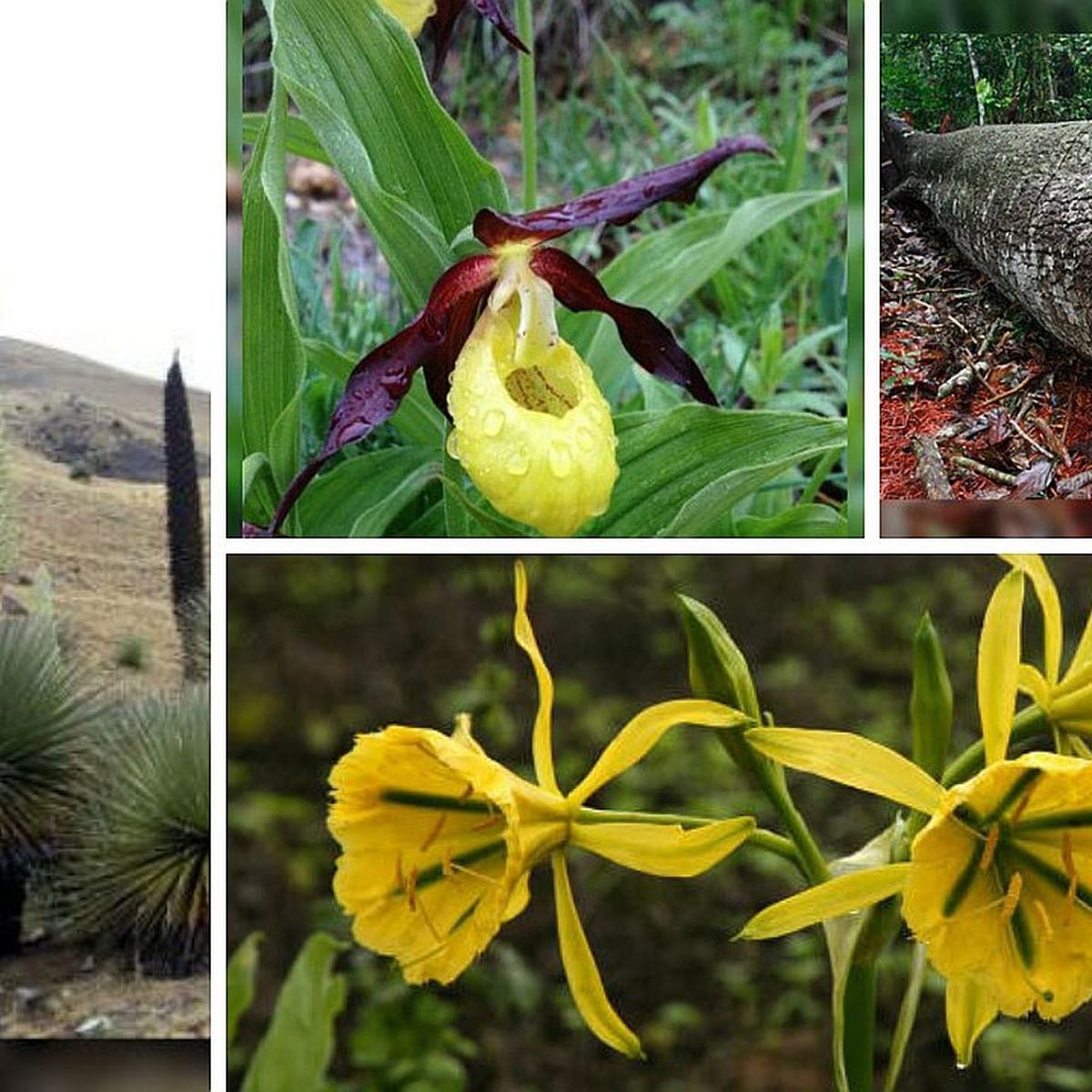 Conoce Las 10 Plantas En Extincion Del Peru Fotos Escolar Ojo