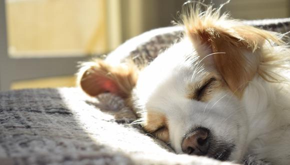 Trucos para acostumbrar a tu perro a utilizar su cama nueva. (Foto: Pexels)