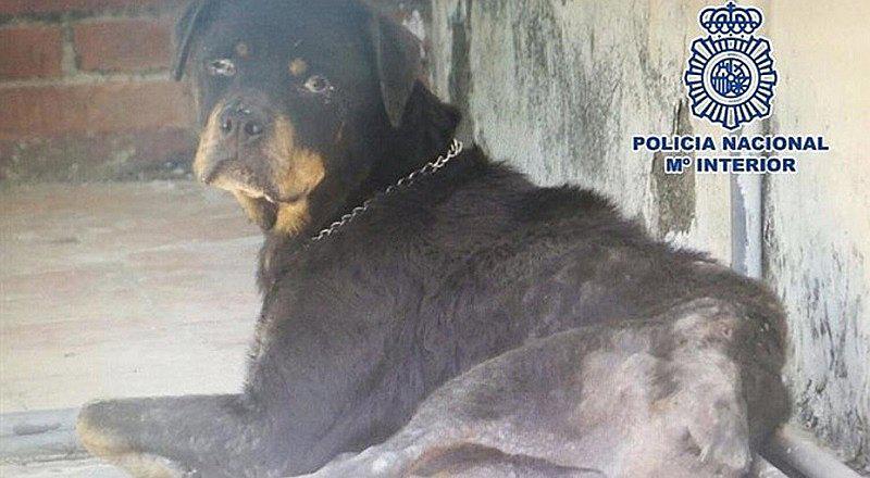 Mujer que tenía a su perrita desnutrida y en su terraza por años fue detenida 