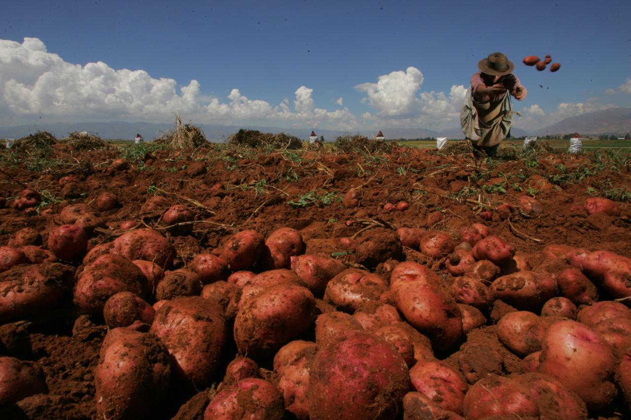 Según el Cenagro 2012, en el Perú existen 2,2 millones de agricultores. Ante le emergencia sanitaria por COVID-19, el Gobierno aprobó la entrega de un bono rural por S/760 para alimentación y prevención del sector. (Foto: Alessandro Currarino/El Comercio)