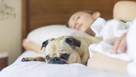 Dormir con tu perro es mejor que hacerlo al lado de cualquier persona 