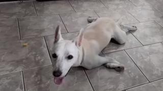 La increíble historia de un perro discapacitado que fue abandonado dos veces | VIDEO