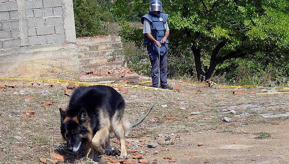 ​Perros se juegan la vida para limpiar a país de minas explosivas