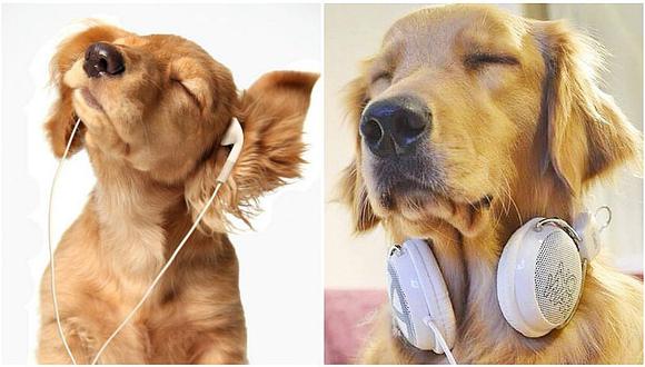 Mascotas: ¿Sabes qué música es la favorita de los perros? Este estudió lo reveló 