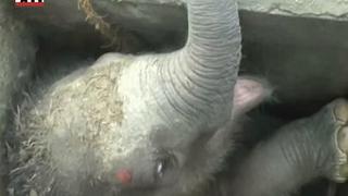 YouTube: Conmoveedor rescate de bebé elefante que cayó a una alcantarilla [VIDEO]