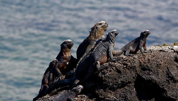Hombre va preso porque intentó sacar 11 iguanas de Galápagos 