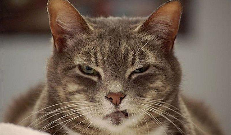 Perro travieso es regañado por gatito gruñón 