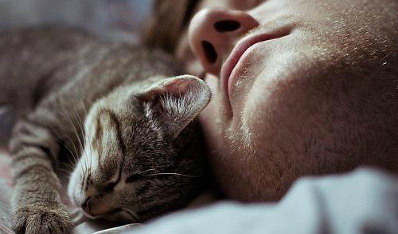 ¿Qué significa soñar con animales?