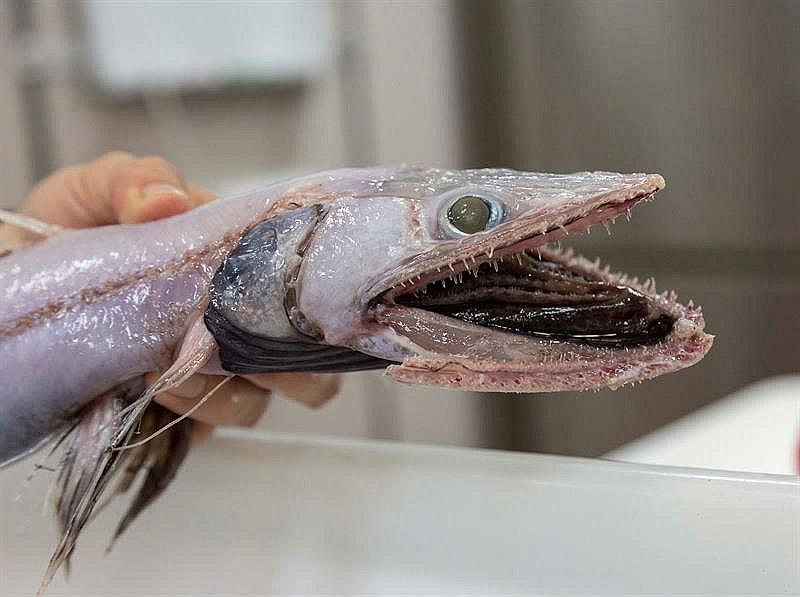 Encuentran a "los animales más feos" del mundo en fondo del océano (FOTOS)