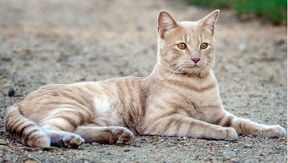 Lince: Denuncian matanza de gatos abandonados