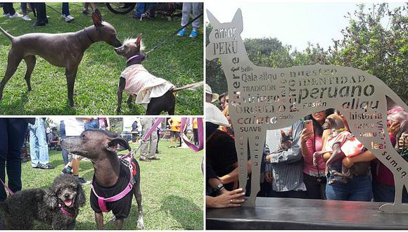 Perro peruano sin pelo: inauguran escultura en su honor en San Borja (VIDEO)