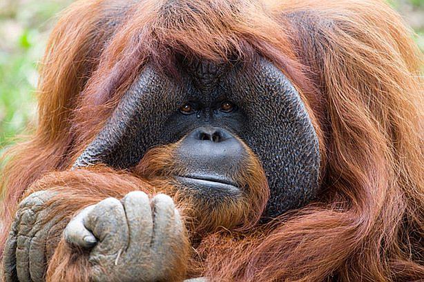 Muere Chantek, el orangután que se comunicaba con lenguaje de signos (VIDEO) 