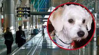 Perro  es retenido en aeropuerto y lo quieren deportar o “sacrificar” por no llevar microchip