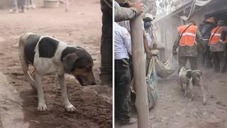 Perrito lleva a rescatistas hasta dueños atrapados tras erupción de volcán