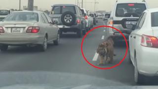 YouTube: Tigre suelto causa terror en plena autopista [VIDEO]